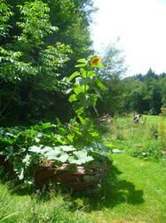 silvestris08.jpg