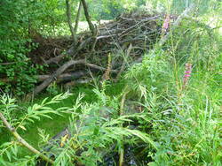 silvestris09.jpg