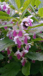 Immenblatt_Hummel.jpg