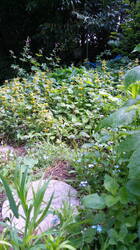 Lamium_galeobdolon2.jpg