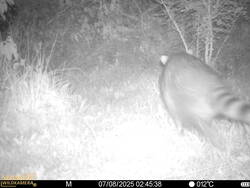Waschbär, 07.08.25.JPG