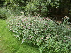 P1000438.JPG