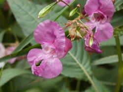 P1000440.JPG