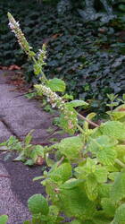 Melisse_Blüte.jpg