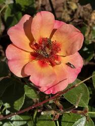 IMG_3239.jpeg