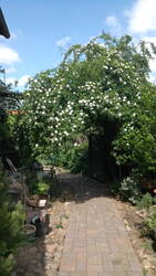 Rose auf dem Hof IMG_20230530_143122_8.jpg