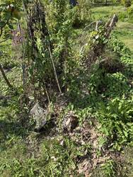IMG_9391.jpeg