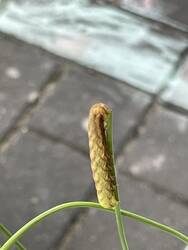 IMG_0660.jpeg