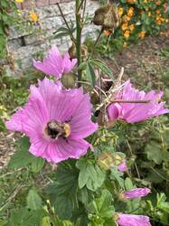 Malve mit Ackerhummel