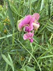 Wilde Platterbse