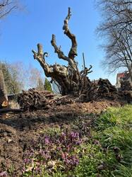 Käferkeller mit Stumpery.jpg