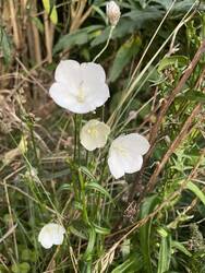IMG_2074.jpeg