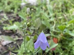 IMG_2071.jpeg