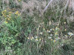 IMG_2062.jpeg