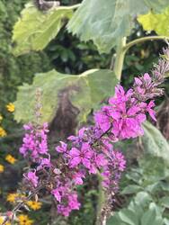IMG_2060.jpeg