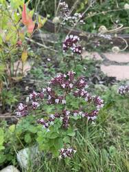 IMG_2064.jpeg