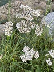 IMG_2059.jpeg