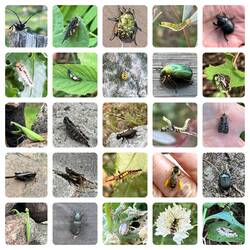 Insekten.jpg