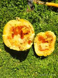IMG_20250903_130427.jpg
