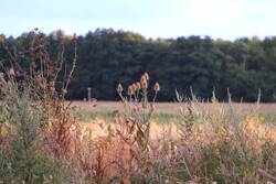 DSCF9052.jpg