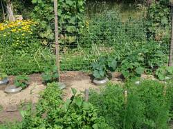 Gemüsegarten