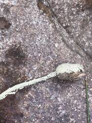 IMG_2140.jpeg