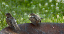 IMG_2143.jpeg