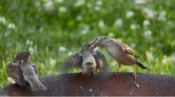 IMG_2144.jpeg
