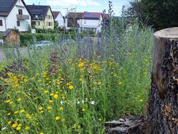 Wurzelstock Mitte Juni