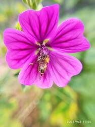 IMG_20250908_115532.jpg