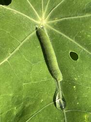 IMG_2269.jpeg