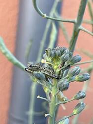 IMG_2270.jpeg