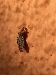 IMG_2299.jpeg