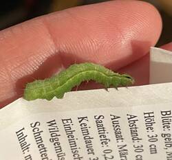 IMG_2322.jpeg