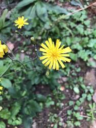 IMG_4123.jpeg