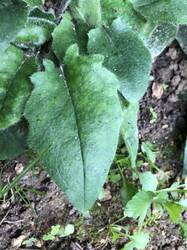 IMG_4124.jpeg