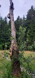 Garten Apfelbaum.jpg