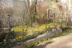 Im Vorgarten die ersten Blüten im Winter