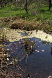 Biotop im Frühling