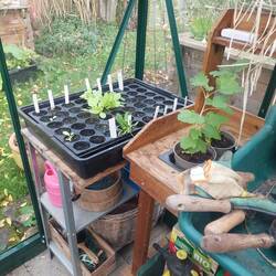 Anzucht auf einem Ikearegal das wenig ausladend ist und fast in jede Lücke passt