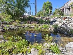 Unser Teich, da gibt es immer etwas zu entdecken.