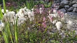 Wollgras und Kuckuckslichtnelken.