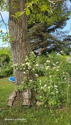 Offene Rosen am Walnussbaum