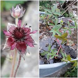 Das Sumpf-Blutauge war die Blume des Jahres 2025 und gedieh sehr gut im Sumpfkübel.