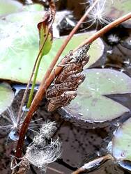 Es scheint nur einen idealen Stängel im Teich zu geben ...