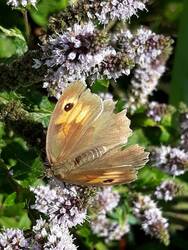 In der Ertragszone machte sich die Pfefferminze breit. Zum Ausbuddeln war das weniger lustig, aber die späte und langanhaltende Blüte war ein Segen für verschiedenste Insekten und toll zum Beobachten (hier das Große Ochsenauge). Ich habe vor der Blüte viele Blätter einzeln gezupft und für Tee getrocknet.