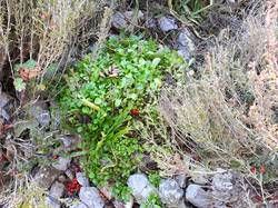 Auf dem Schotterwall (der die Ertragszone vom Sitzplatz trennt) befand sich im Sommer ein großer Ameisenhaufen. Jetzt verwandelte er sich ohne mein Zutun in eine Salatbar.