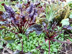 Rote Bete kann ich mittlerweile ganzjährig ernten.