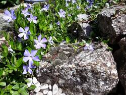 Frühjahr: Das Kleine Immergrün erklimmt die Eidechsenburg.
