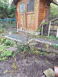 Diese Ohrweide wurde umgepfanzt. Hier war eine Hecke der Zierquitte. Hat zwar hübsch geblüht, aber sonst nicht viel genutzt. Drumherum habe ich gleich noch Ableger vom Blutweiderich gepflanzt.